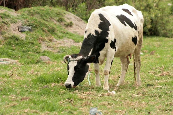 Holstein ko i en betesmark — Stockfoto