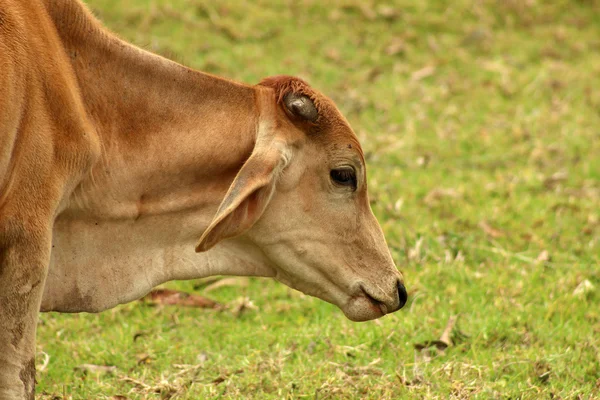 Kalf in een grasland op een boerderij — Stockfoto