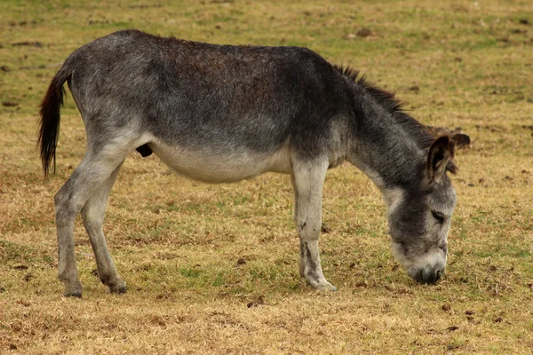 çiftçilerin mera içinde gri eşek