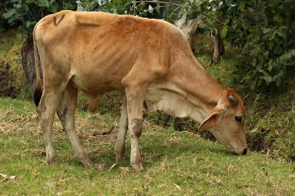 Kalv bete i en betesmark — Stockfoto