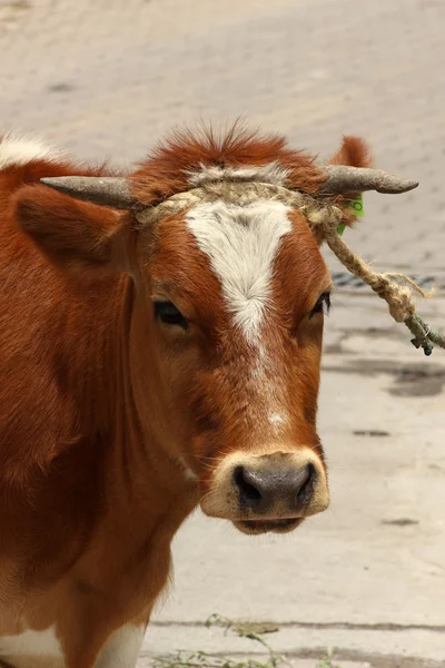 Bruin koe op een straat — Stockfoto