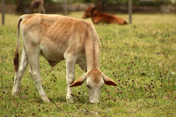 Licht bruin kalf in een weiland boeren — Stockfoto