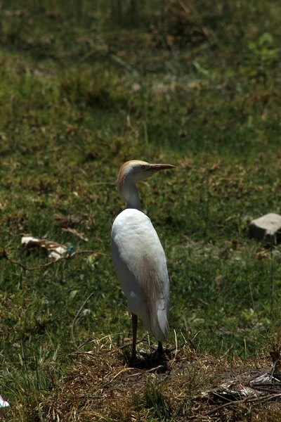 Egret de gado em um prado — Fotografia de Stock