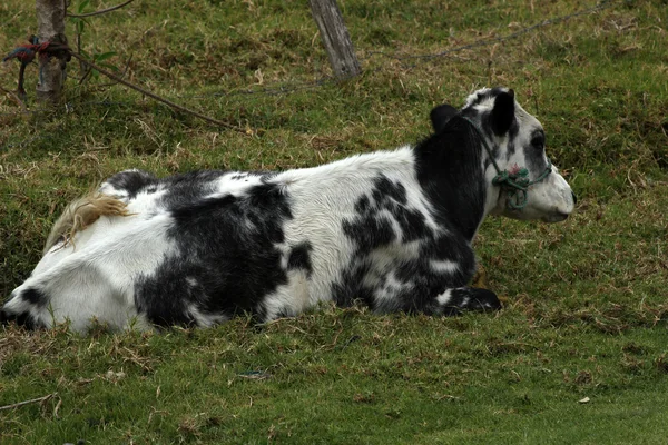 Szary i biały cielę na pastwiska — Zdjęcie stockowe