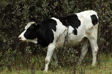 Çalıların otlatma Holstein inek
