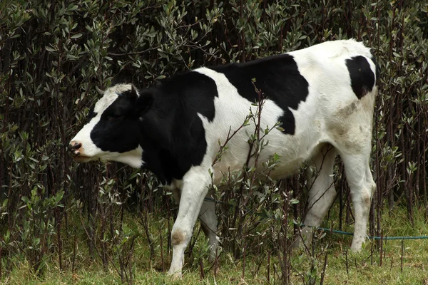 Holstein Cow Grazing in Bushes — Stock Photo, Image