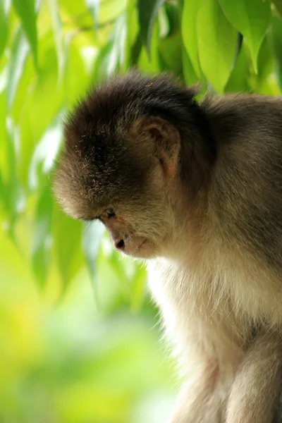 Monkey Looking Down — Stock Photo, Image