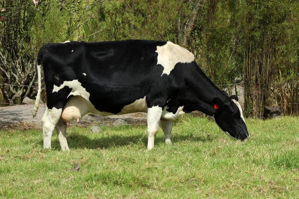 Holstein ko på en äng — Stockfoto