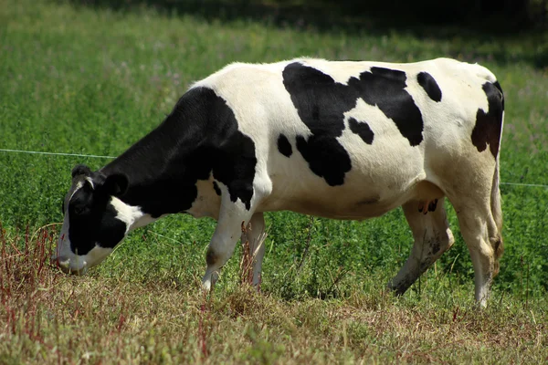 Holsteinische Kuh weidet auf einem Bauernhof — Stockfoto