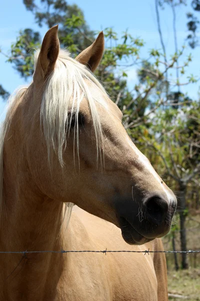 光匹棕色的马，在一个农场 — 图库照片
