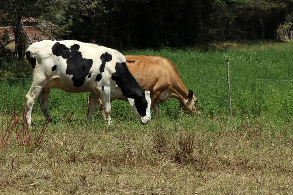 Runderen in een weiland — Stockfoto