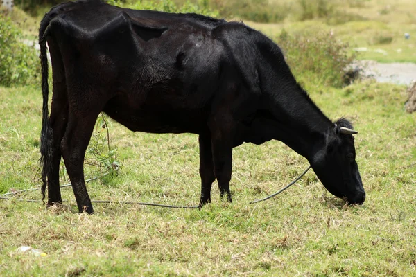 Grazing Black Cow — Stock Photo, Image