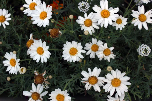 Jardin rempli de marguerites — Photo