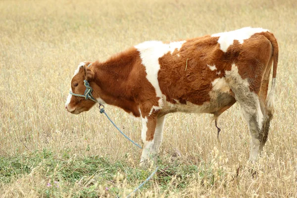 Bruine en witte stier in een weiland — Stockfoto