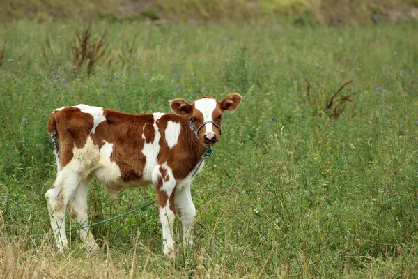 放牧草地における若い子牛 — ストック写真