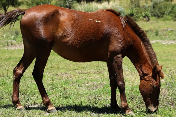 Brun häst betande — Stockfoto