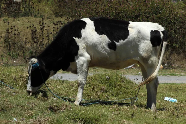 Holstein kráva — Stock fotografie