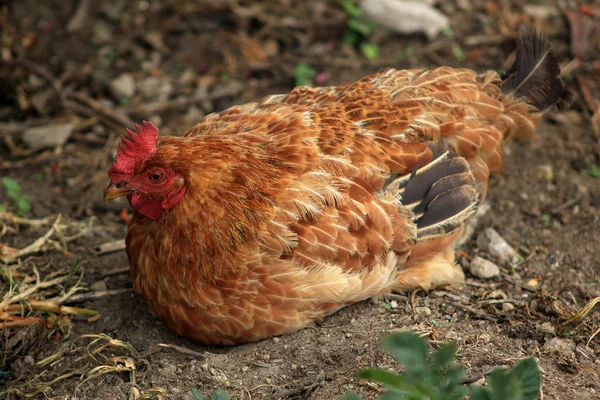 Hahn auf einem Feld — Stockfoto