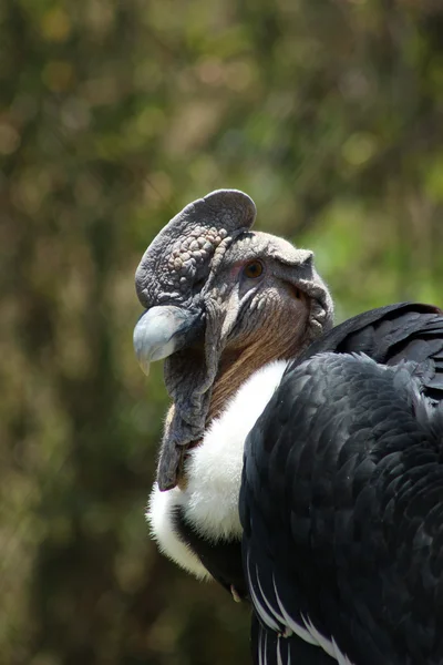 Hoofd van een condor — Stockfoto