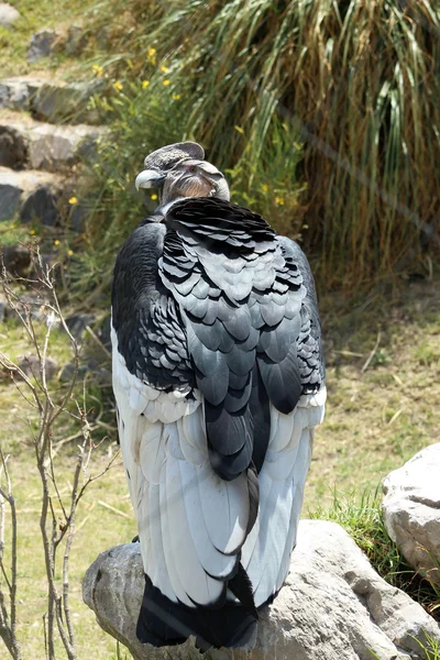 Akbaba — Stok fotoğraf