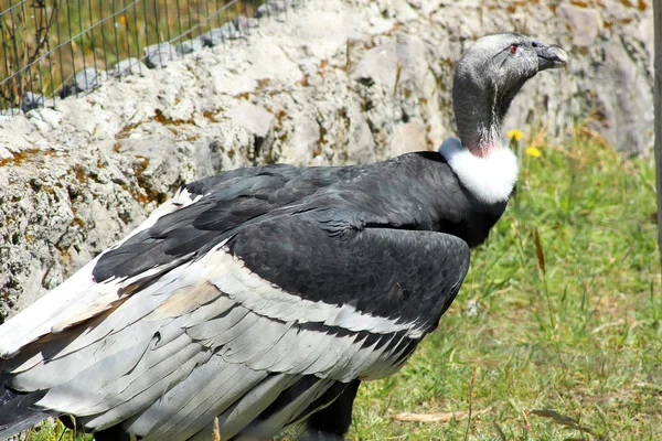 Kadın and condor çimenlerin üzerinde — Stok fotoğraf