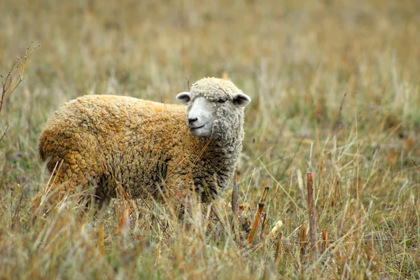 Sheep in a Meadow — Stock Photo, Image