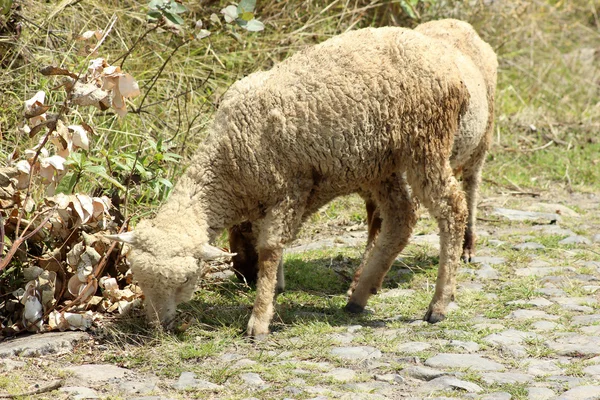 White Sheep in a Pasture — Stock Photo, Image