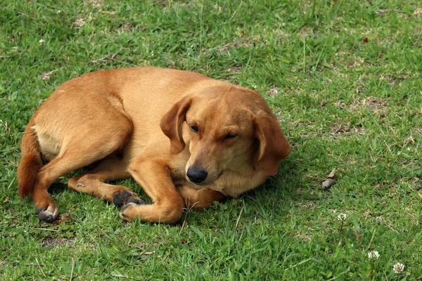 Hnědý pes v trávě — Stock fotografie