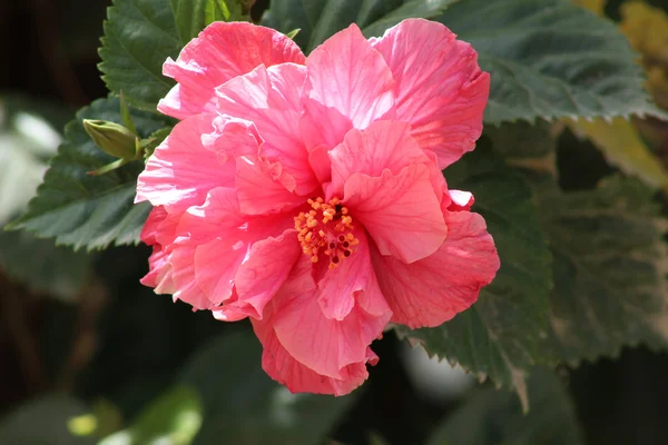 Pink Hibiscus Flowers