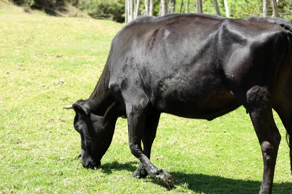 Black Cow Grazing — Stock Photo, Image