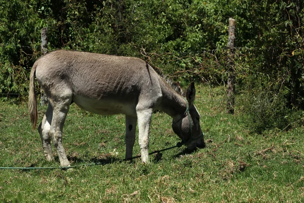 Mule Grazing Beside a Bush — Stock Photo, Image