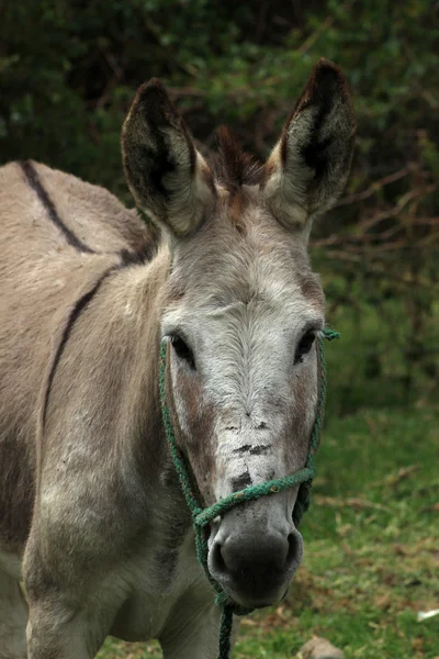 Hoofd van een ezel van Jeruzalem — Stockfoto