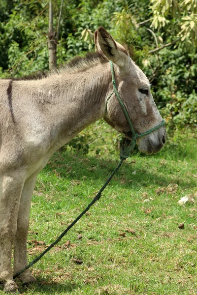 Cabeça de um burro em um pasto — Fotografia de Stock