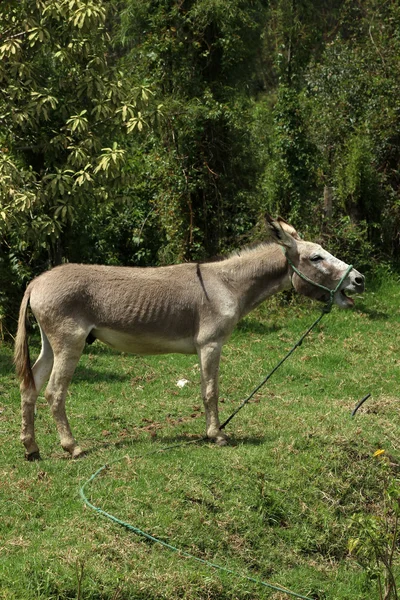 Jerusalem Donkey in a Pasture — Stock Photo, Image