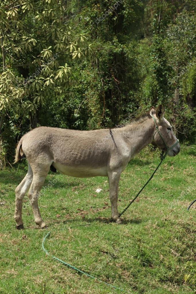 Jerusalem Donkey on a Farm — Stock Photo © rhamm 54495761