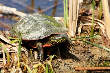 Painted Turtle Standing in a Marsh clipart