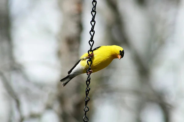 American Goldfinch empoleirado em uma corrente — Fotografia de Stock