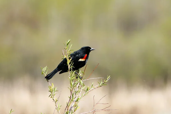 Pájaro negro alado rojo en un pantano — Foto de Stock