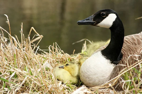 Canada goose met één gosling kijken — Stockfoto