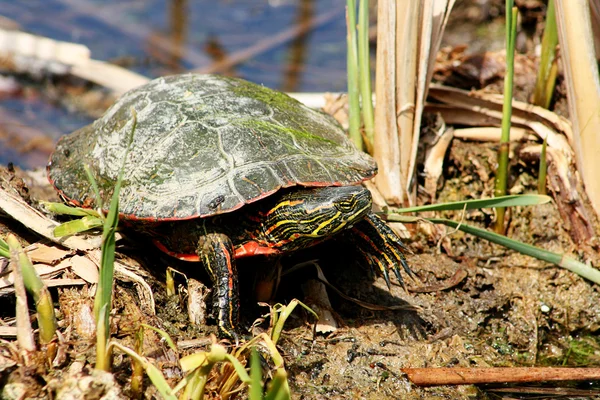 Geschilderd schildpad staande in een moeras — Stockfoto