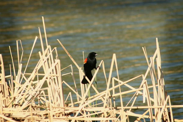 红翅黑鹂在沼泽草地上 — 图库照片