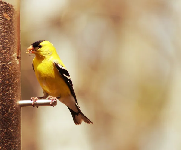 Goldfinch americano coletando sementes de um alimentador — Fotografia de Stock