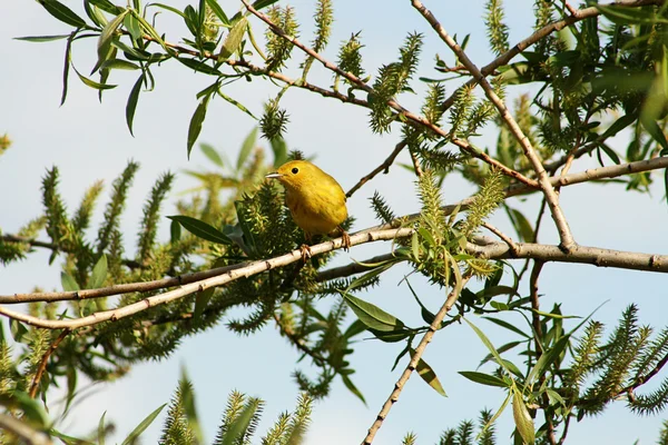 Curruca amarilla en una rama — Foto de Stock