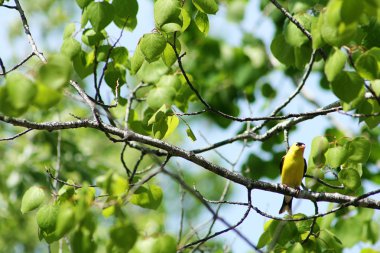 bir dal üzerinde tünemiş Amerikan sakası