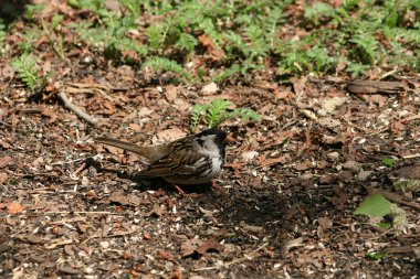 Harris Sparrow toplama tohumları