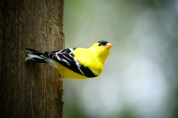 Amerikaanse distelvink alert en kijken — Stockfoto