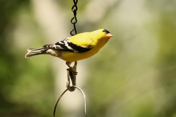 Goldfinch americano en el reloj — Foto de Stock