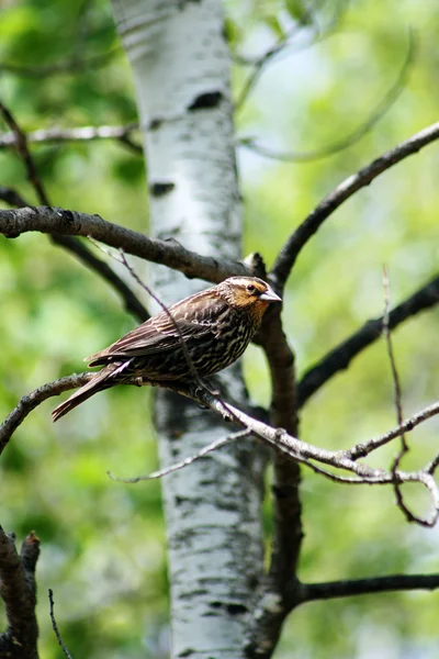 Pájaro negro alado rojo femenino en un árbol — Foto de Stock