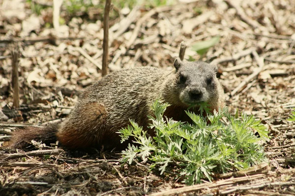 Ground Hog eten planten — Stockfoto