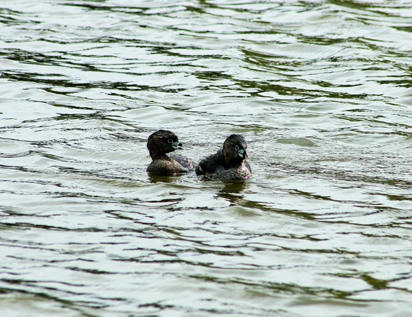 Pair of Pied Billed Grebe — Stock Photo, Image